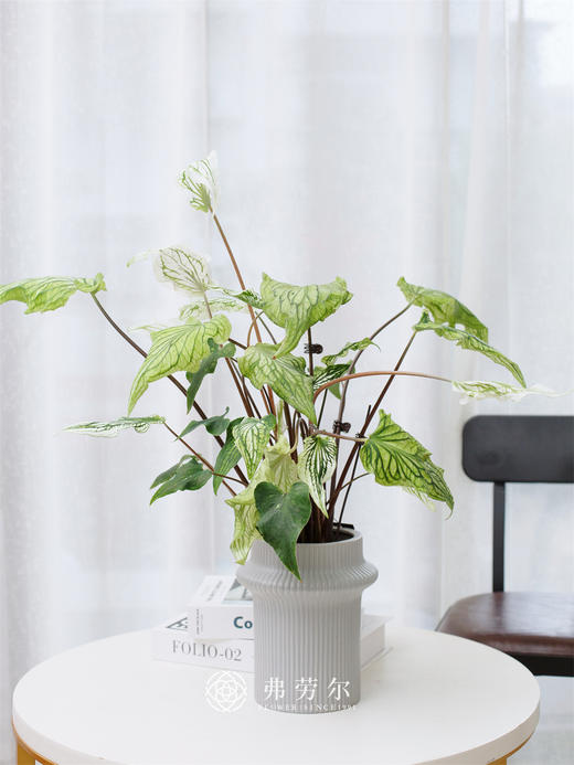 彩叶芋 商品图0