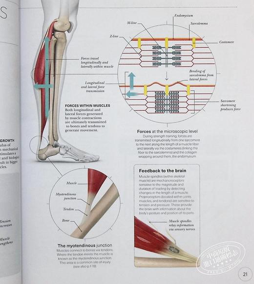 【中商原版】DK科学百科系列 DK SCIENCE OF 英文原版 Hiit科学 力量锻炼科学 跑步科学 瑜伽科学 商品图5