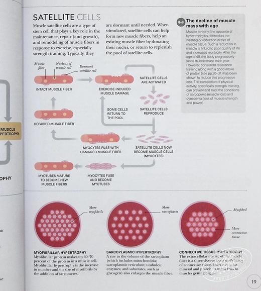 【中商原版】DK科学百科系列 DK SCIENCE OF 英文原版 Hiit科学 力量锻炼科学 跑步科学 瑜伽科学 商品图4