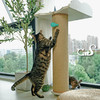 CatS猫家具 迷你看鸟台 猫爬架观景台剑麻猫抓柱吸盘占地小 商品缩略图2