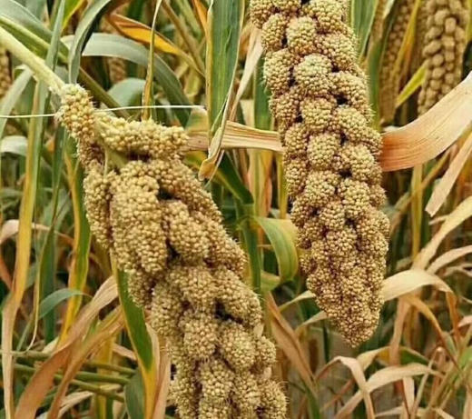 这款小米由苦荞和黄小米合理配比而成，苦荞是一种杂粮，而苦荞由于它地理位置的特殊性，土壤中富含硒磷钾镁等矿物质和其他有机质，为御为鞑靼荞。还可以清三高，也是中老年人的最爱。5斤/袋 商品图0