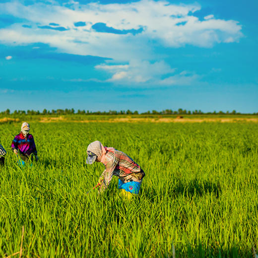 【煮粥有米油】阿福视界东北大米/粳米，东北寒地种植，晚季收割米粒饱满，2.5kg/袋 商品图3