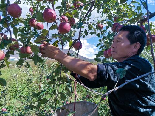 【周三配送之小区门口｜四川盐源（泸沽湖）丑苹果】盐源糖心富士苹果果肉呈米黄色，吃起来酸甜可口，酸甜相间，甜大于酸苹果味足。不打蜡、不催熟、不套袋。如风生活特惠 商品图4