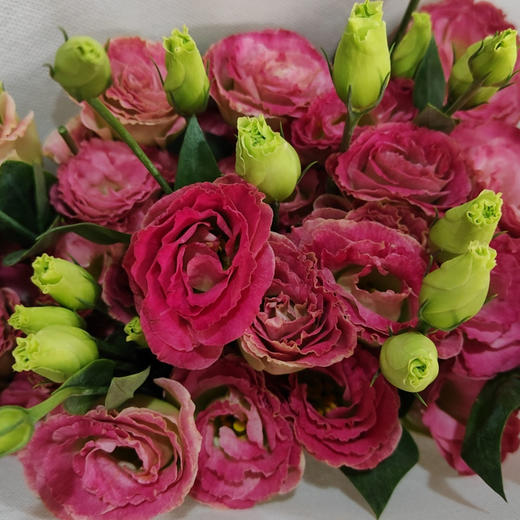 【佳海花业】洋桔梗  霓红 四合一（700-800g） 颜色深浅略有差异 以实物为准 云南基地发货（价格已包含包装费用） 运费以实际为准，多退少补。 商品图0