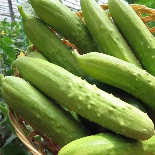 奶油白玉黄瓜 商品图4