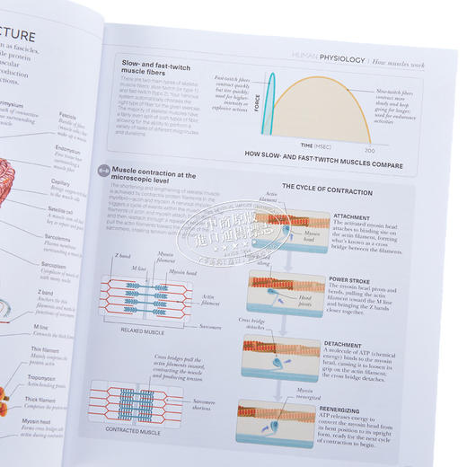 【中商原版】DK科学百科系列 DK SCIENCE OF 英文原版 Hiit科学 力量锻炼科学 跑步科学 瑜伽科学 商品图1