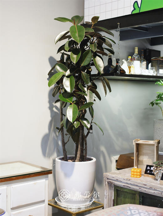 JT黑金刚盆栽 商品图0