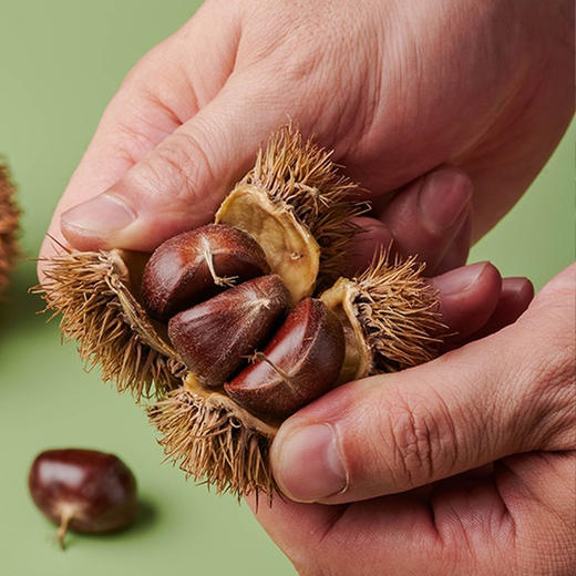 迁西鲜板栗  生吃脆甜 熟吃香甜粉糯 100项SGS检测  4斤装  每斤55粒左右 商品图5