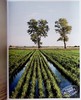 【中商原版】无麸质烘焙 Gluten Free Baking Recipes from the Famed Chambelland Bakers of Paris 英文原版 Nathaniel Dob 商品缩略图4