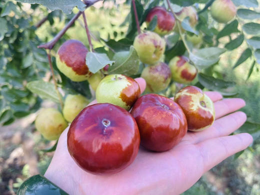 作为瓜果之乡的新疆
西瓜蜜瓜多种瓜，瓜瓜清甜
红提、青提多样提，提提优秀
还有数不清的李子、杏子
但我赌你没有尝过新疆的蟠枣
你只需吃一口就上瘾
每一颗都“甘甜如蜜，脆爽无渣”   3.8斤/箱 商品图0