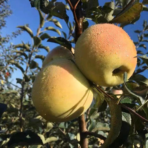 新果来啦【山东•青森水蜜桃苹果】 山地种植，青翠欲滴，自带花香，酥脆纯甜，营养丰富～ 商品图0