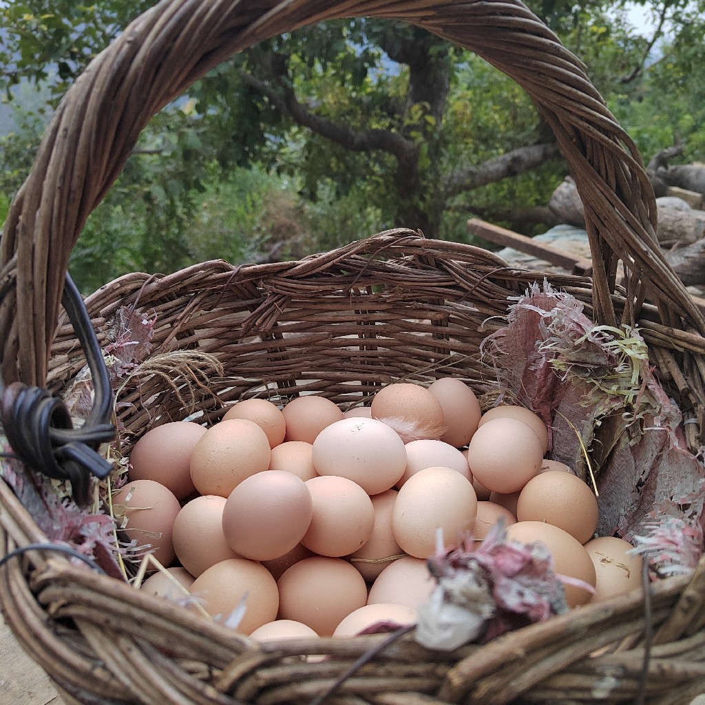 刚下的热乎儿蛋（蛋窝儿到餐桌不超过24小时）