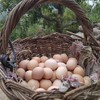 刚下的热乎儿蛋（蛋窝儿到餐桌不超过24小时） 商品缩略图0