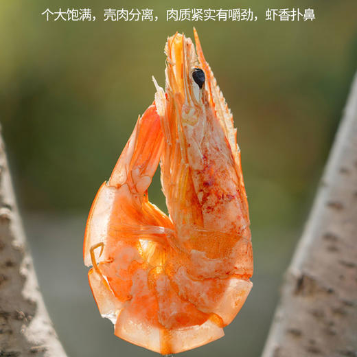 包邮【厂商直发】渤海水产盐田有机烤虾 300g/盒*3个大饱满活虾现烤 商品图7
