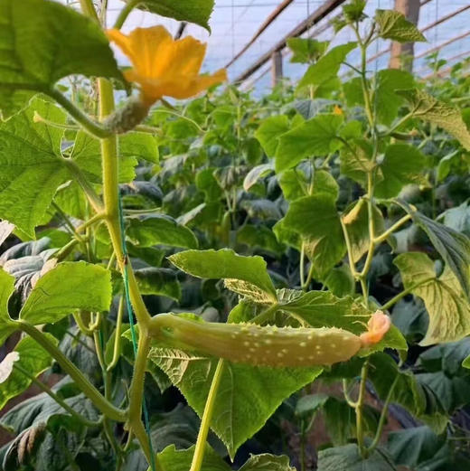 奶油白玉黄瓜 商品图5