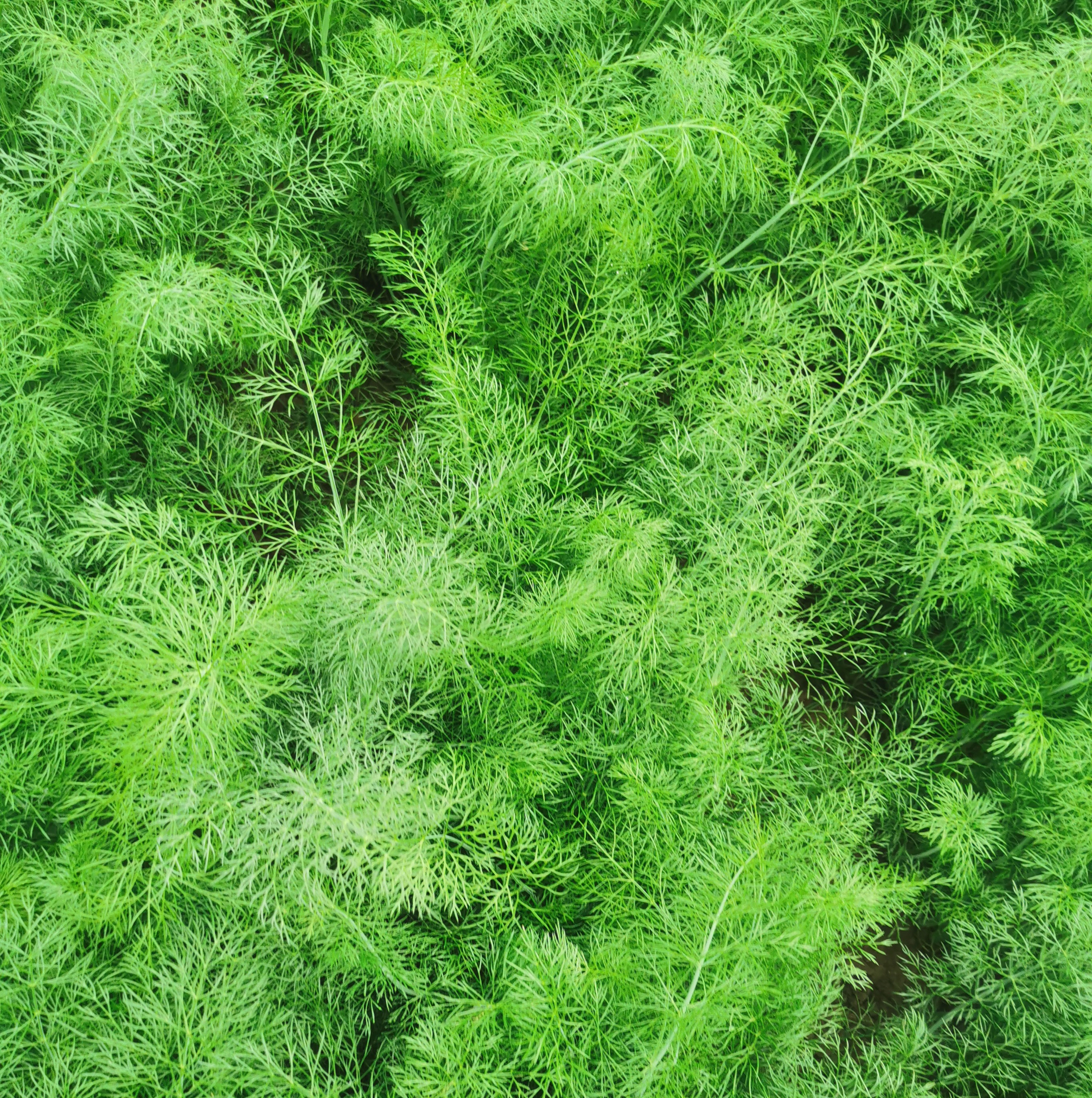 生态茴香 |香味浓郁 |石嫣农场 * Fennel | Self-Produced
