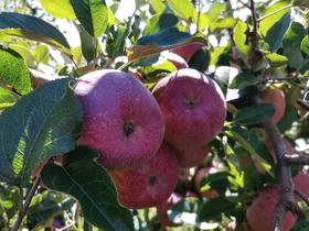 【周三配送之小区门口｜四川盐源（泸沽湖）丑苹果】盐源糖心富士苹果果肉呈米黄色，吃起来酸甜可口，酸甜相间，甜大于酸苹果味足。不打蜡、不催熟、不套袋。如风生活特惠