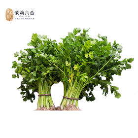【预售】东沟黄心芹10斤 线上（只发南京）
