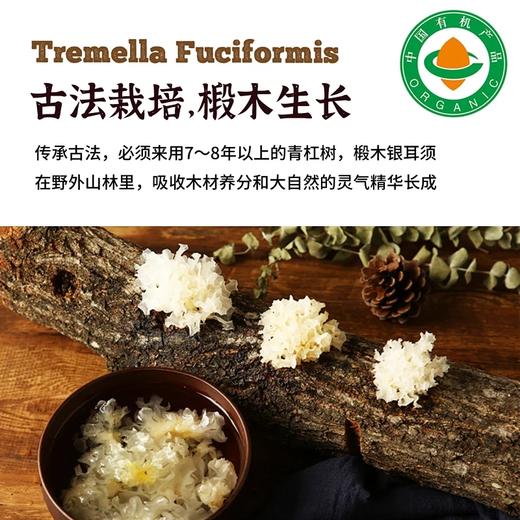四川通江有机椴木干银耳小朵易泡发出胶   基地直邮 商品图3