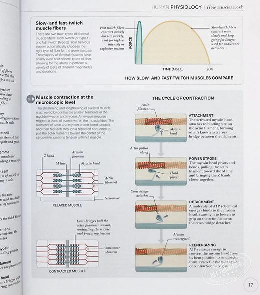 【中商原版】DK科学百科系列 DK SCIENCE OF 英文原版 Hiit科学 力量锻炼科学 跑步科学 瑜伽科学 商品图3