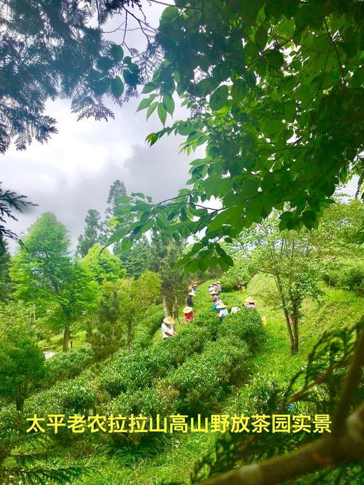 春回 秒杀 2公斤 商品图4