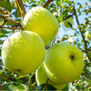 新果来啦【山东•青森水蜜桃苹果】 山地种植，青翠欲滴，自带花香，酥脆纯甜，营养丰富～ 商品缩略图2