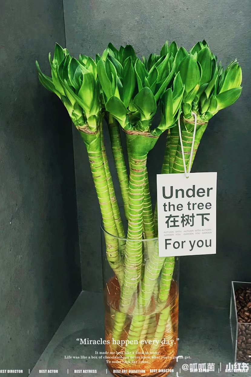 5枝A级多头龙竹19.9（现货，下单即可到店自提）