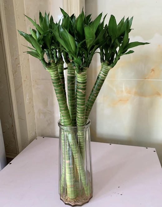 5枝A级多头龙竹19.9（现货，下单即可到店自提） 商品图1