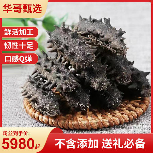 辽聖堂 | 淡干海参500g，自然生长，生态深海捕捞，参刺挺拔，韧性十足 华哥读报创始人亲赴源头选品 商品图0