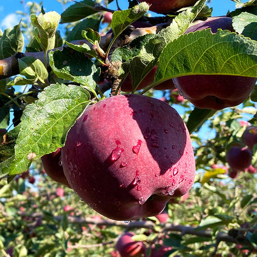 『甘肃花牛苹果』香甜粉面，果香浓郁，口感细腻，可以刮苹果泥、制作宝宝辅食 商品图7