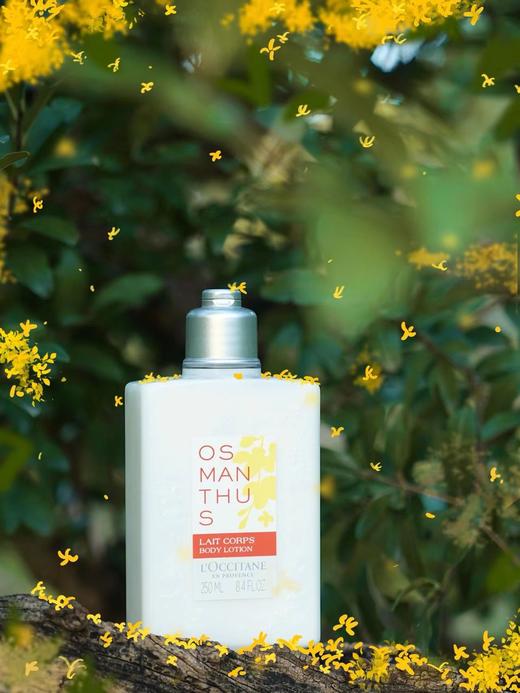 【10.14 大牌再降价】欧舒丹云中月桂润肤露250ML(2024年6月-9月随机发货） 商品图3