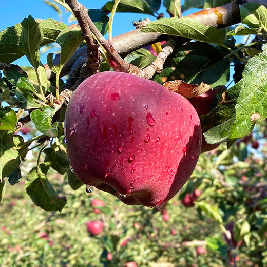 『甘肃花牛苹果』香甜粉面，果香浓郁，口感细腻，可以刮苹果泥、制作宝宝辅食 商品图2