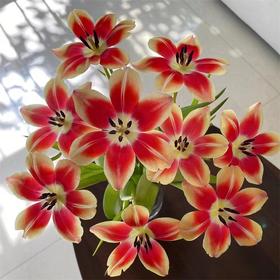 优选方德爱丽丝郁金香9支