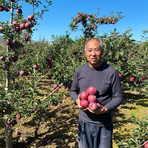 『甘肃花牛苹果』香甜粉面，果香浓郁，口感细腻，可以刮苹果泥、制作宝宝辅食 商品图5