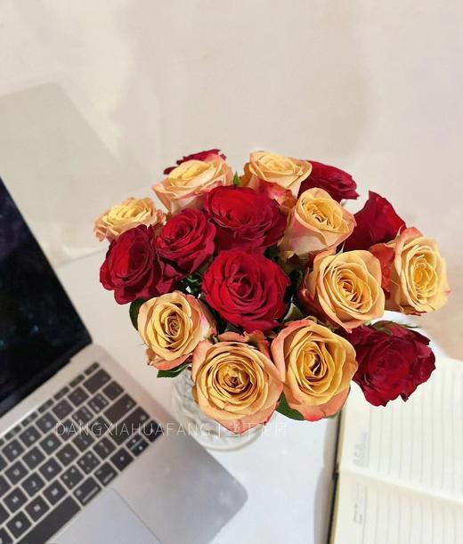 【只有20份.超值】高原红玫瑰10支+卡布奇诺玫瑰10支/份  长约55-60cm 商品图10