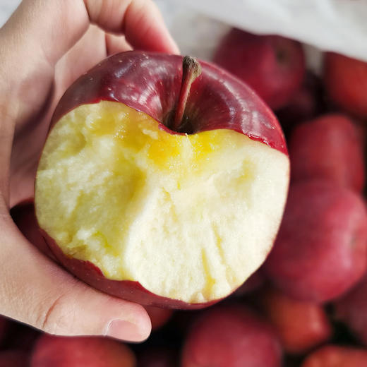 『甘肃花牛苹果』香甜粉面，果香浓郁，口感细腻，可以刮苹果泥、制作宝宝辅食 商品图0