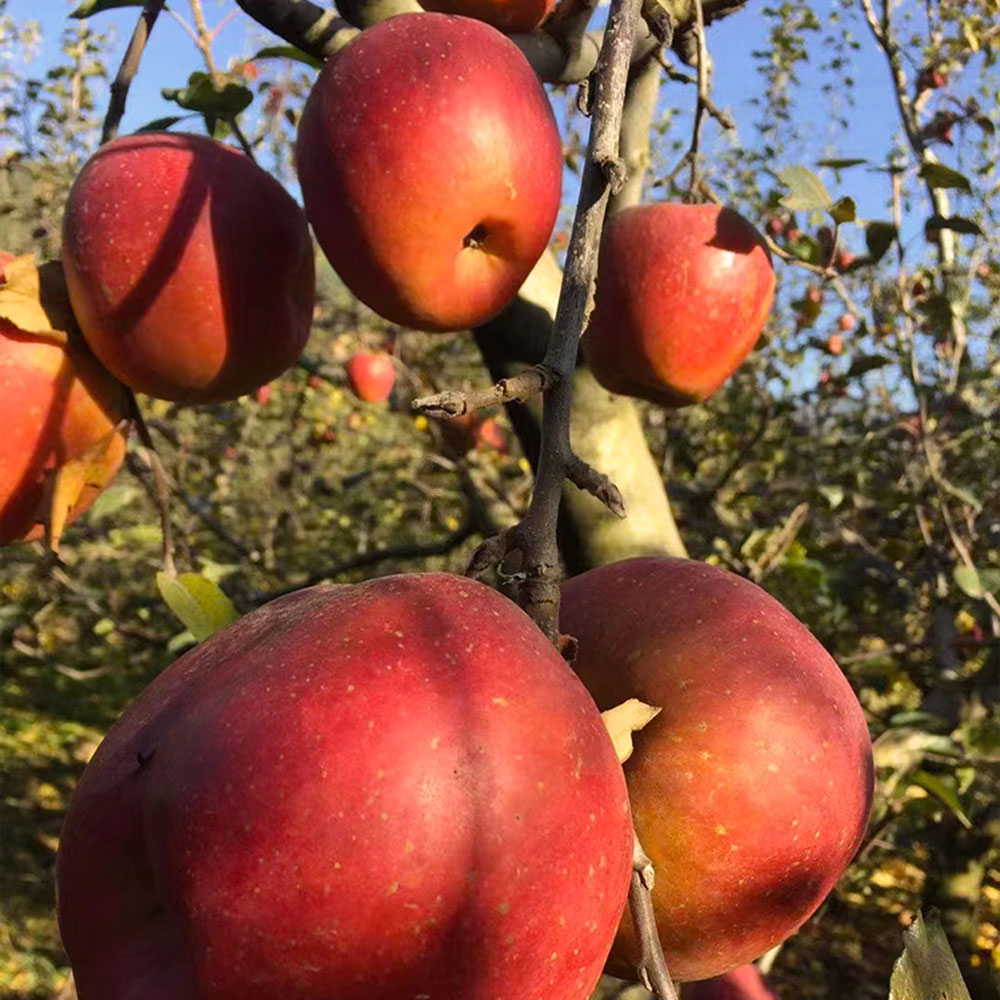 【云南昭通糖心丑苹果】不套袋·不打蜡·不催熟·红彤彤带天然晒斑的糖心苹果！现摘现发！