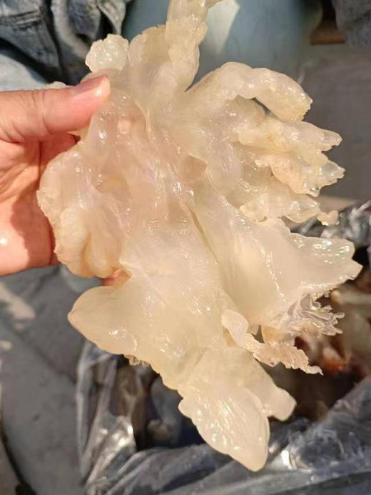 海蜇头本身是一种清淡，富含胶质的食材，其富含有蛋白质，碳水化合物等，多种营养物质，有利于保养皮肤，防止皱纹，，还能提高人体免疫力，增强体质
 盐渍海蜇，吃前需泡一下！净4斤，毛8斤（含海盐水） 商品图0