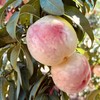 冬桃大果4.5斤左右（商） 商品缩略图3