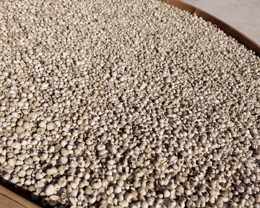 雪山野生贝母 商品图2