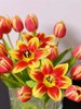 优选方德爱丽丝郁金香9支 商品缩略图2