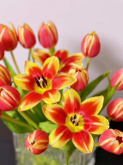 优选方德爱丽丝郁金香9支 商品图2