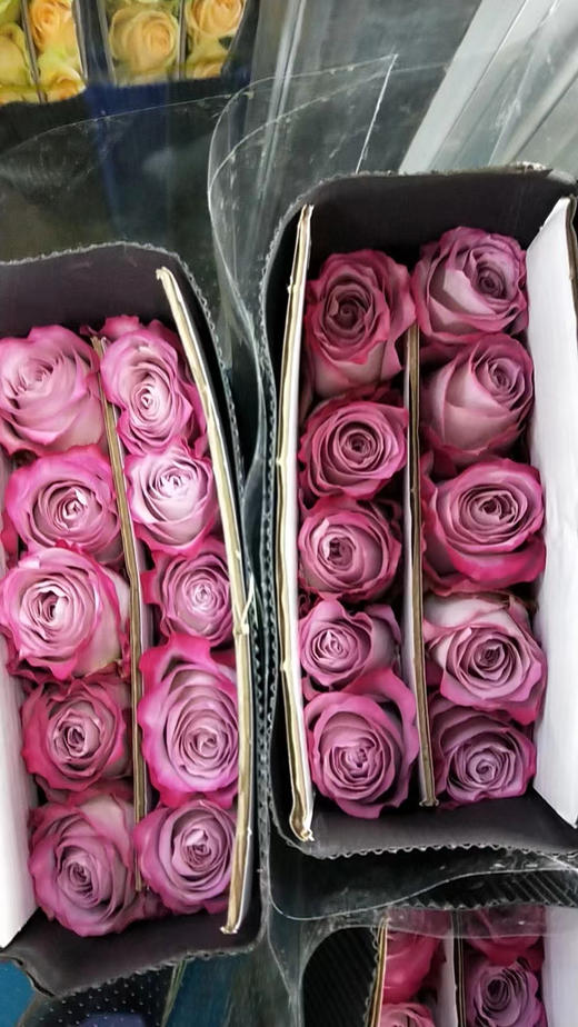 【昆明玫瑰】气场 20支/扎 A级 商品图5