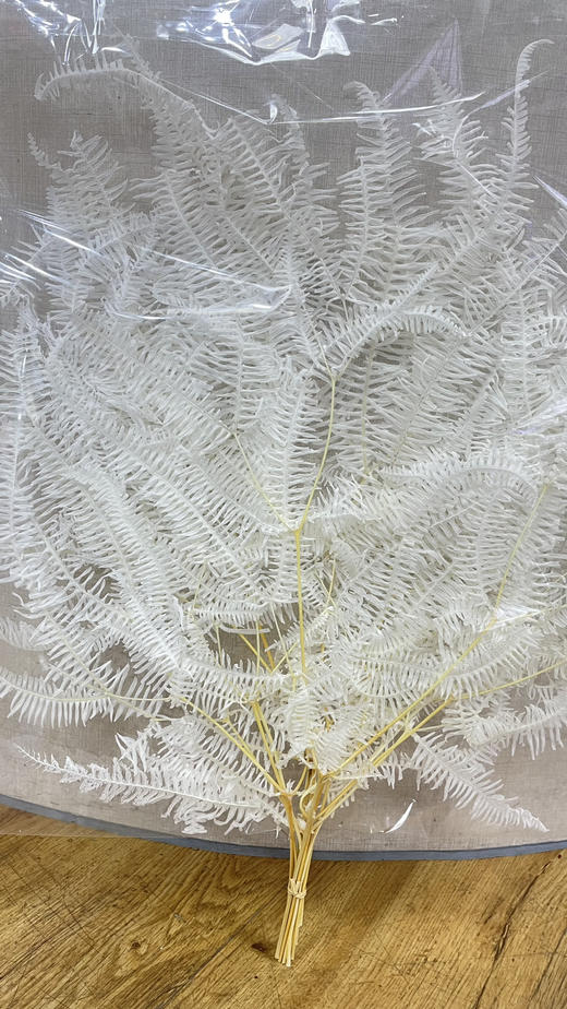 【干花】龙爪草 白色 约 10枝/扎 商品图0