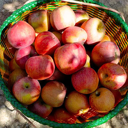 【云南昭通糖心丑苹果】不套袋·不打蜡·不催熟·红彤彤带天然晒斑的糖心苹果！现摘现发！ 商品图2