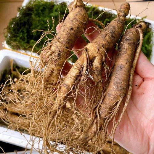 长白山参人参泡茶煲汤泡酒 商品图3