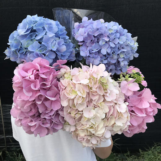 绣球随机10支（活动专用） 商品图4