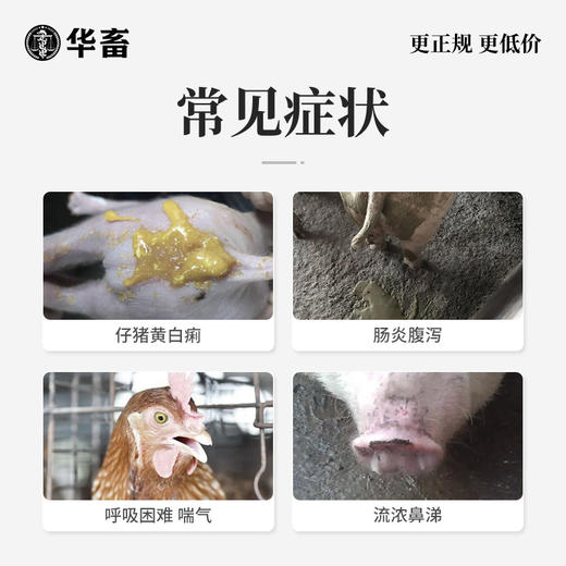 华畜金霉素兽用药猪牛羊鸡鸭鹅促生长抗应激拉稀腹泻肠炎咳喘催肥 商品图1