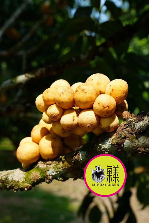 【礼盒】泰国龙宫果2kg装 商品图10