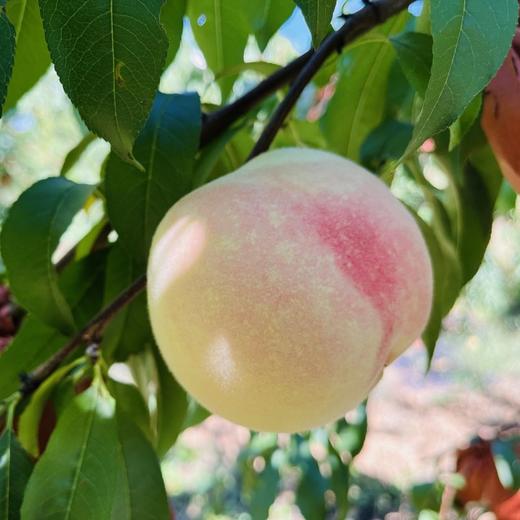 冬桃中果4.5斤左右（商） 商品图6